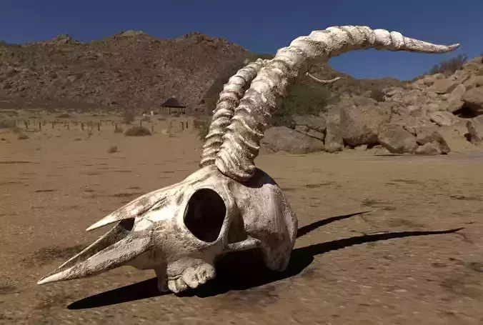 Antelope skull 