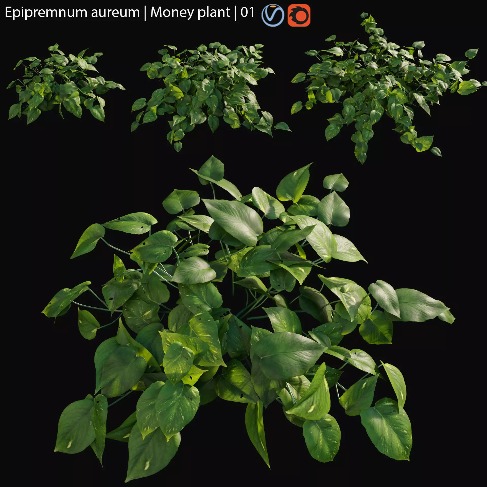 Epipremnum aureum - Money plant - 01 3D model_0