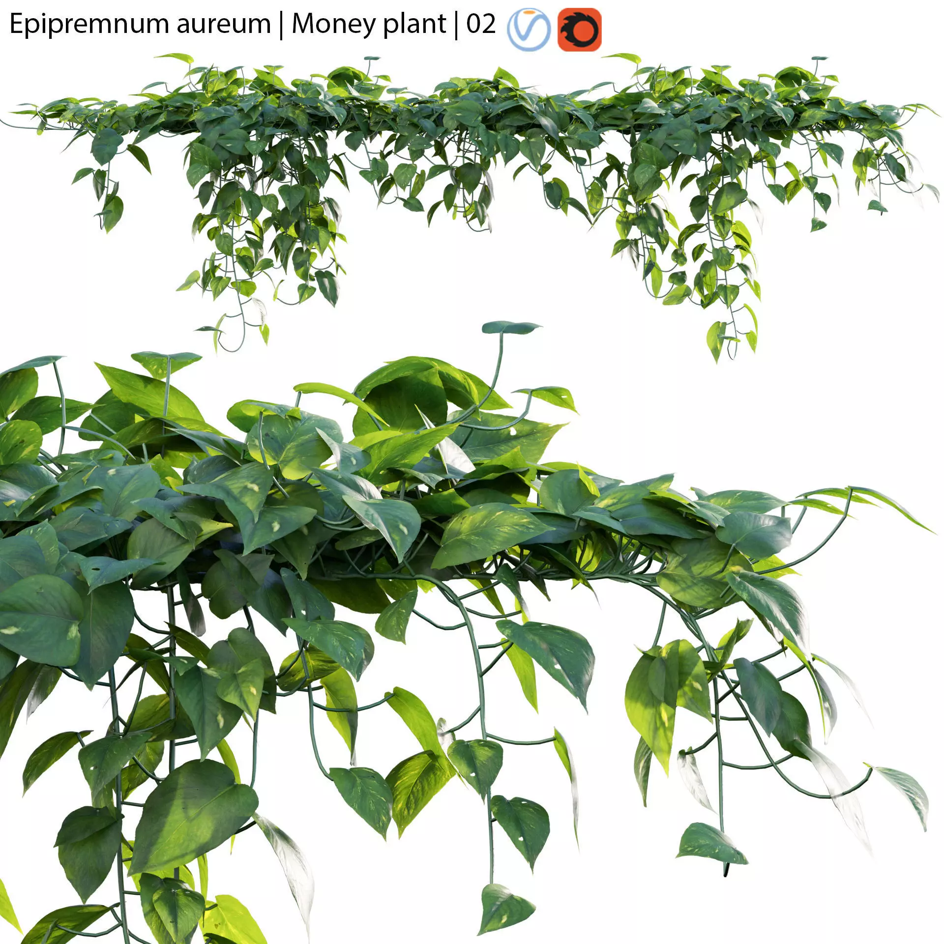 Epipremnum aureum - Money plant - 02 3D model_0