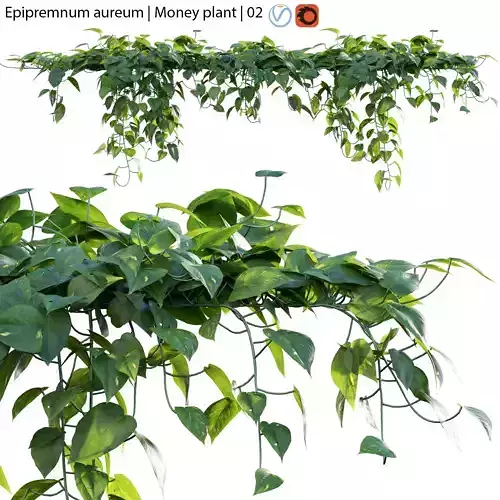 Epipremnum aureum - Money plant - 02 3D model