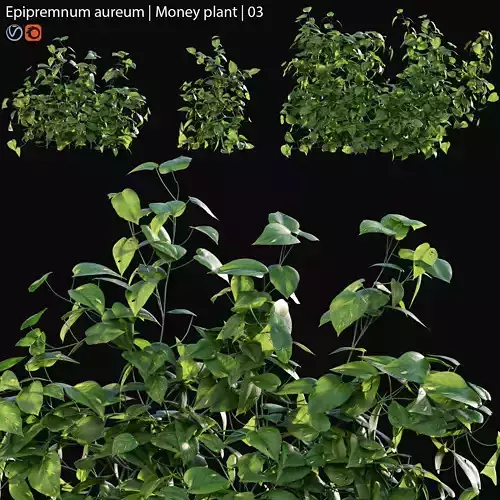 Epipremnum aureum - Money plant - 03 3D model