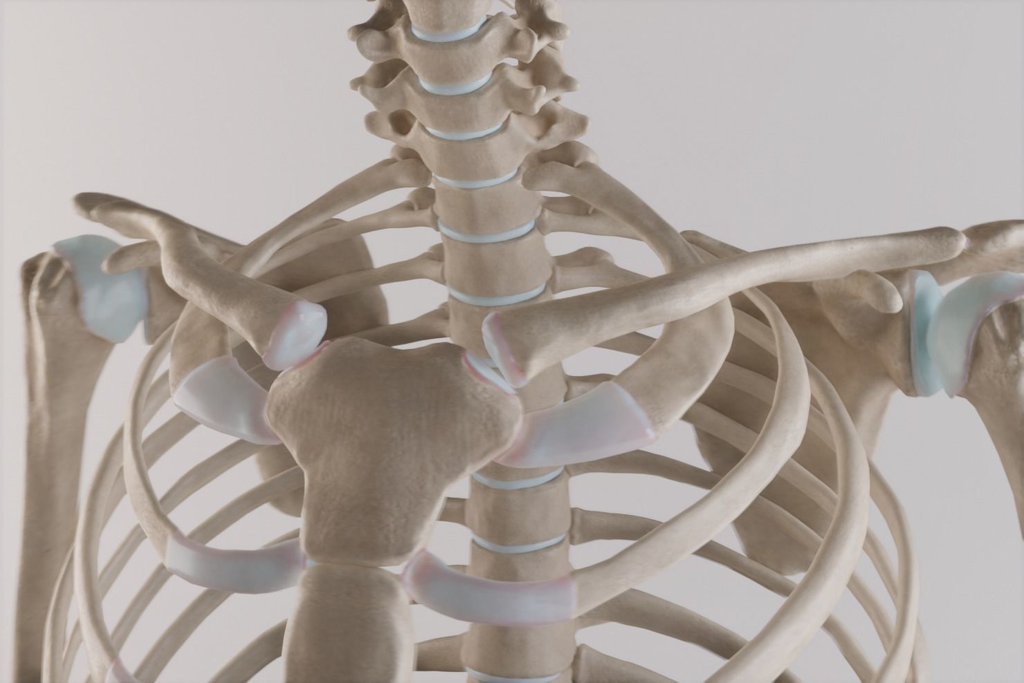 Thoracic cage with all vertebrae and shoulder joint with humerii 3D model_5