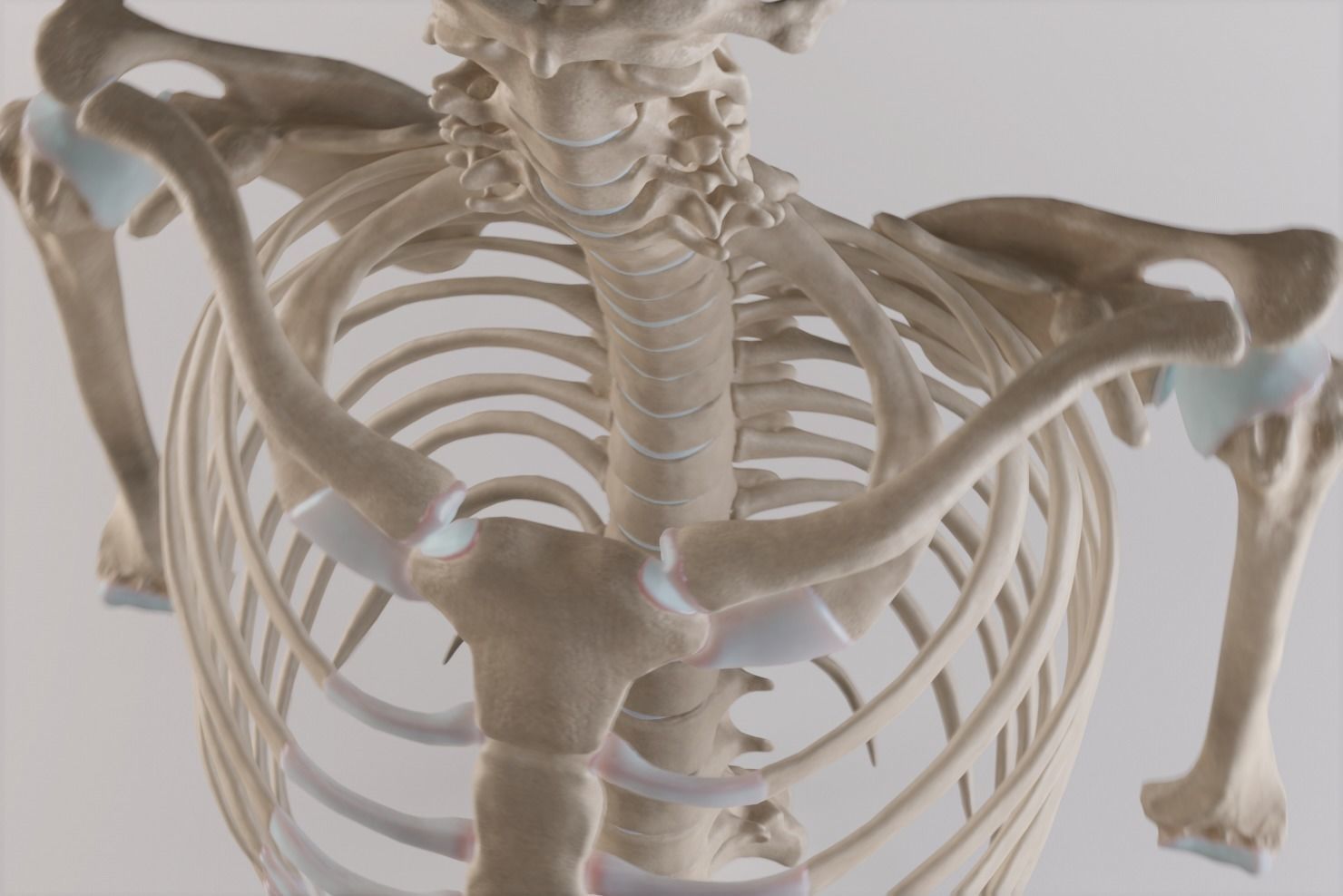 Thoracic cage with all vertebrae and shoulder joint with humerii 3D model_7