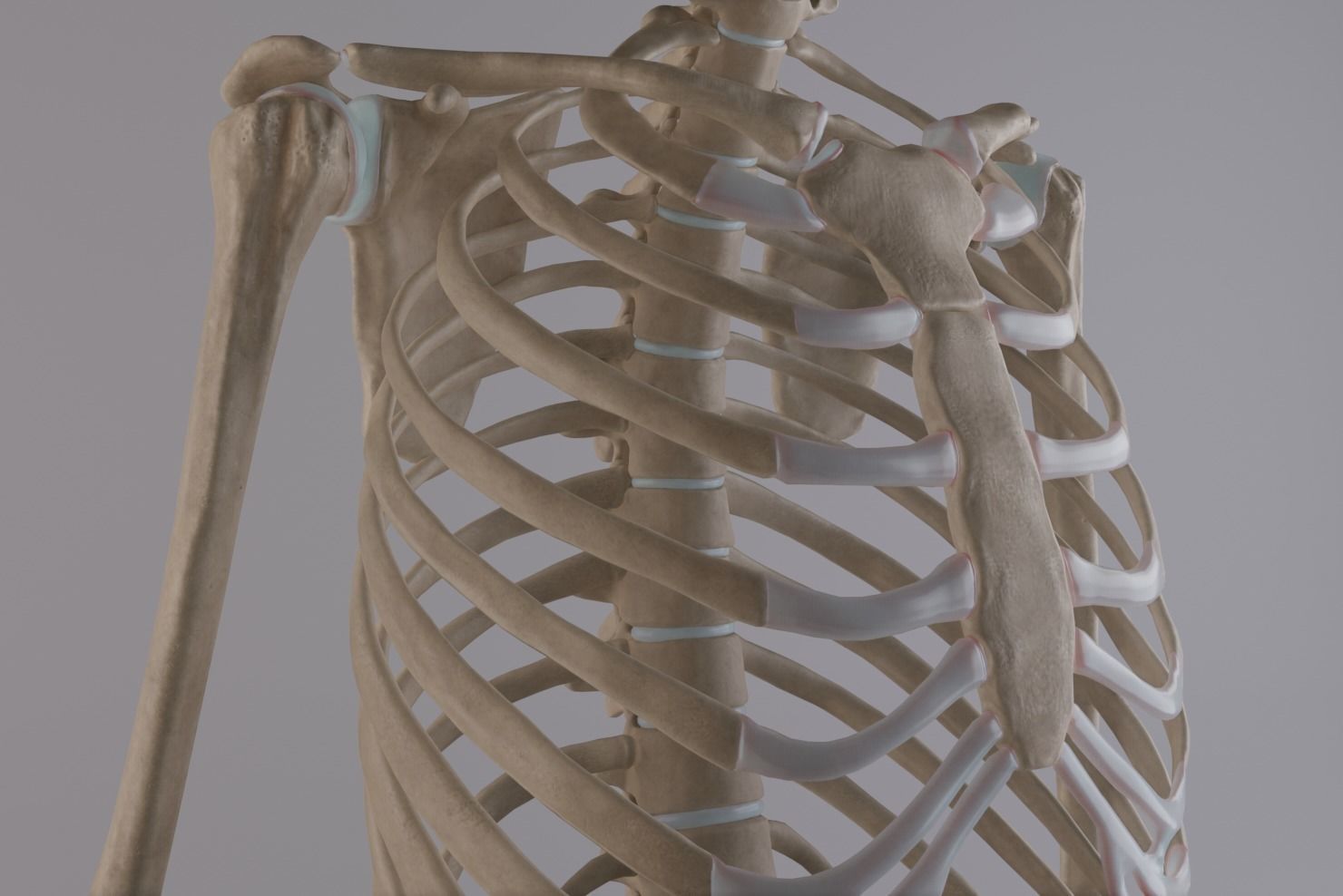 Thoracic cage with all vertebrae and shoulder joint with humerii 3D model_4