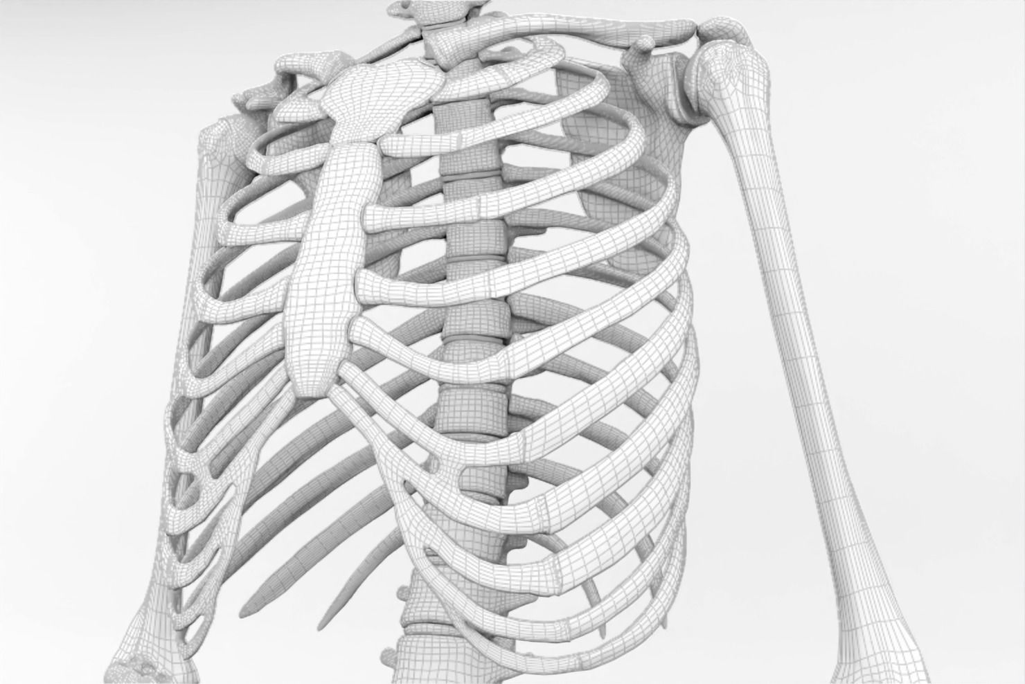 Thoracic cage with all vertebrae and shoulder joint with humerii 3D model_9