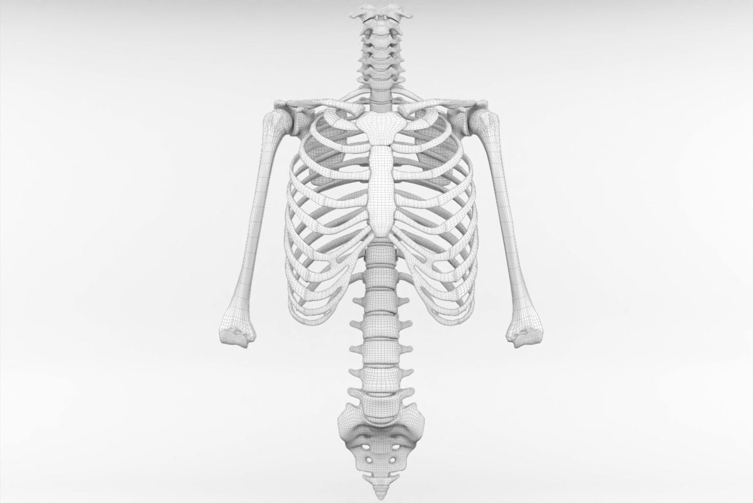 Thoracic cage with all vertebrae and shoulder joint with humerii 3D model_10