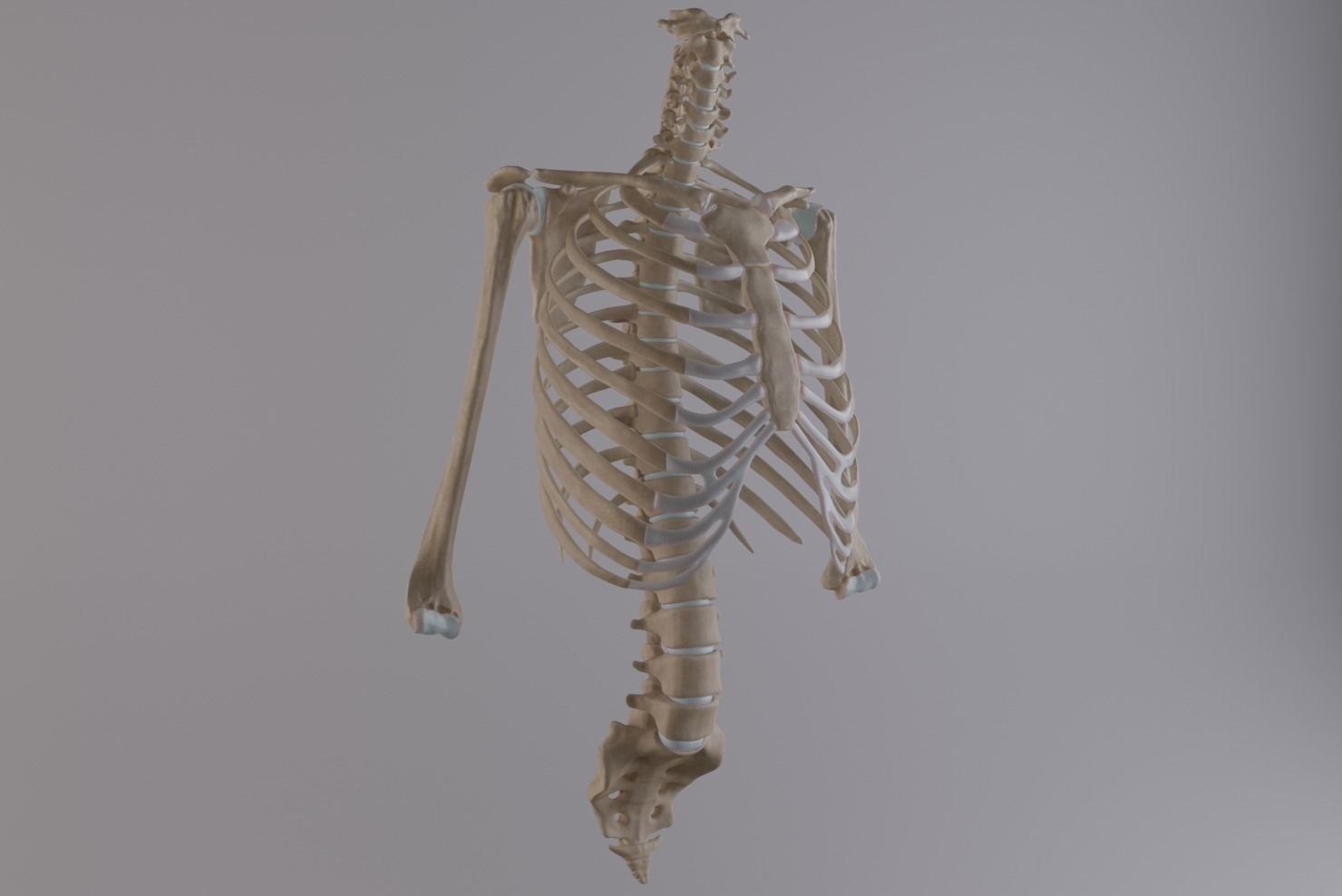 Thoracic cage with all vertebrae and shoulder joint with humerii 3D model_3