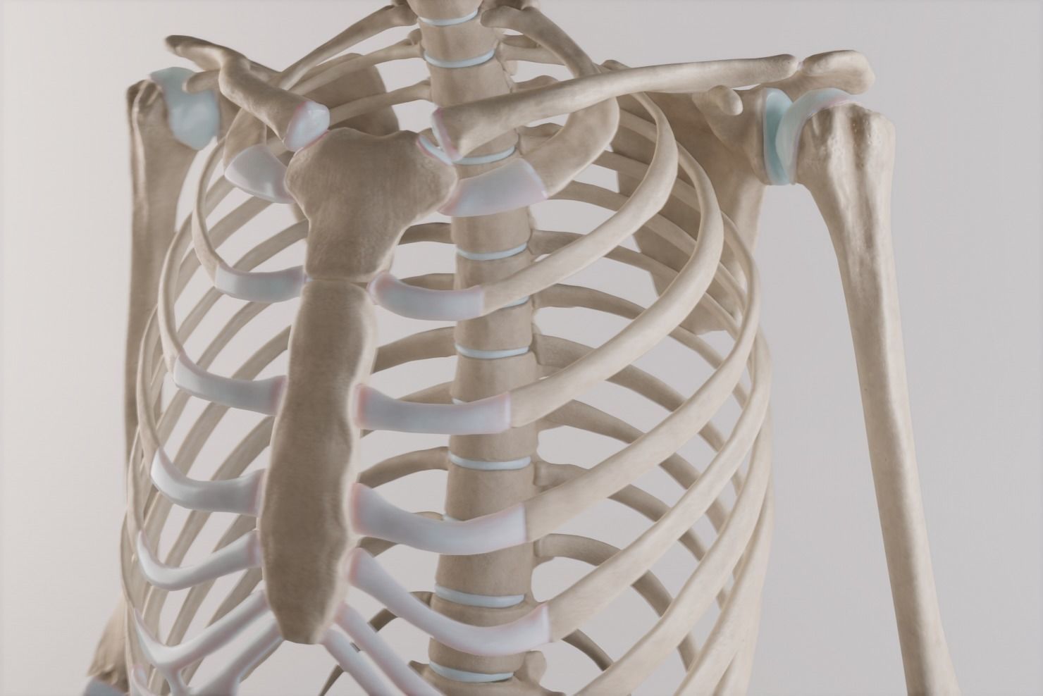 Thoracic cage with all vertebrae and shoulder joint with humerii 3D model_6