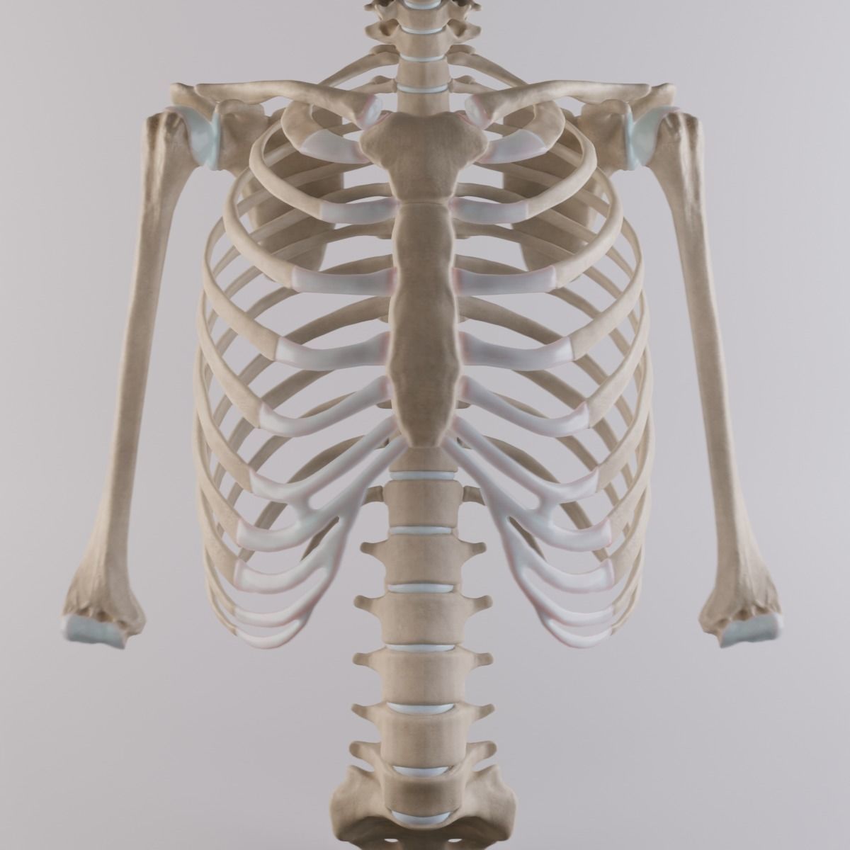 Thoracic cage with all vertebrae and shoulder joint with humerii 3D model_2