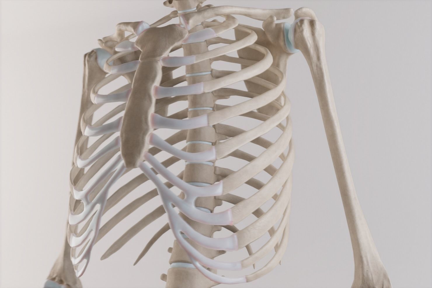 Thoracic cage with all vertebrae and shoulder joint with humerii 3D model_8