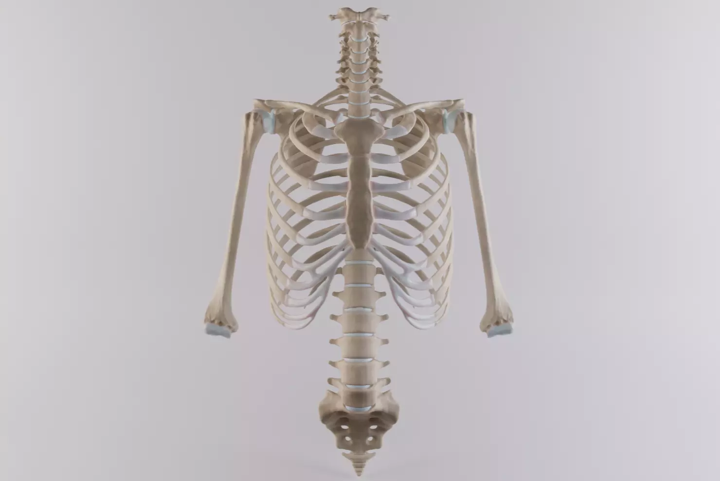 Thoracic cage with all vertebrae and shoulder joint with humerii 3D model_0