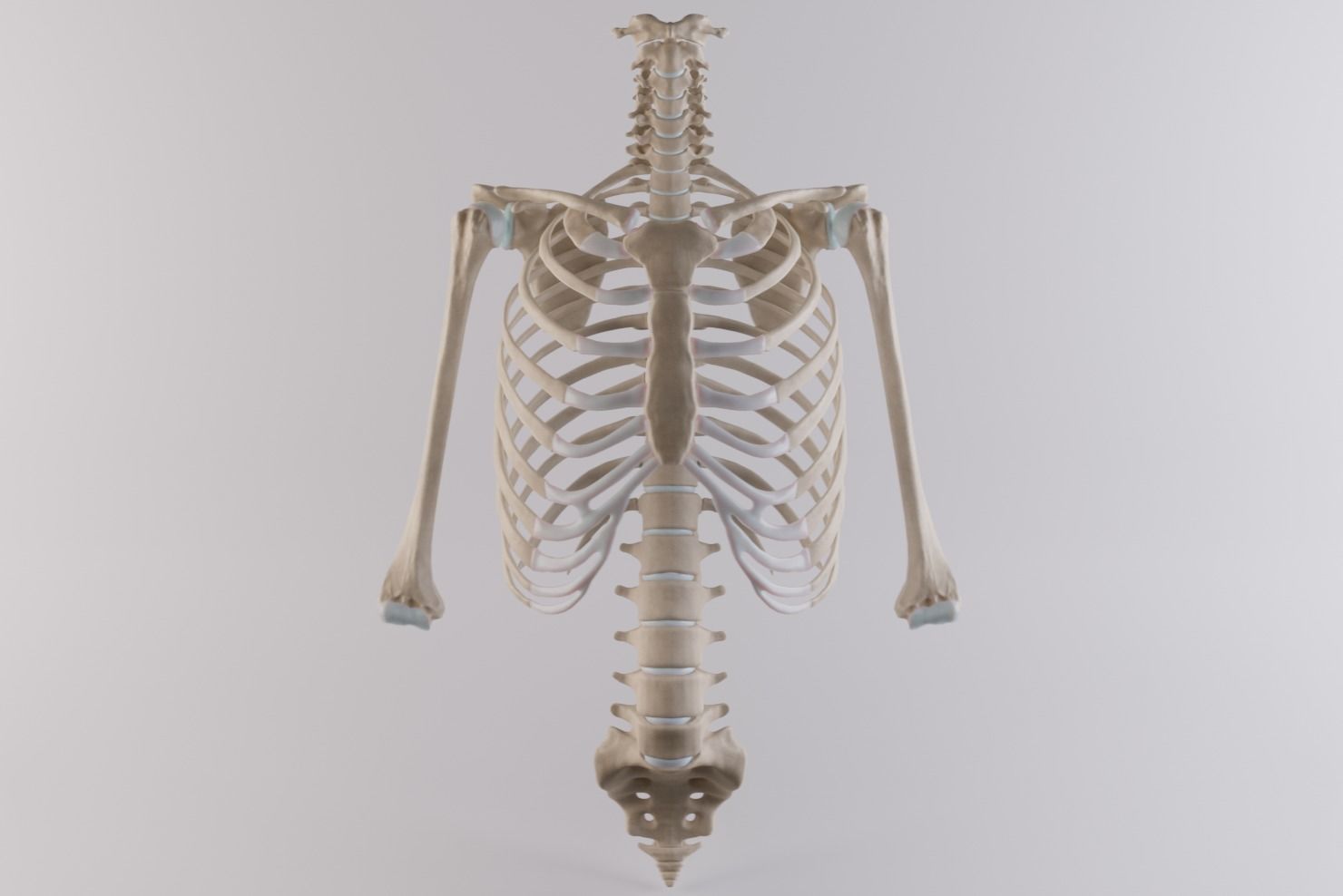 Thoracic cage with all vertebrae and shoulder joint with humerii