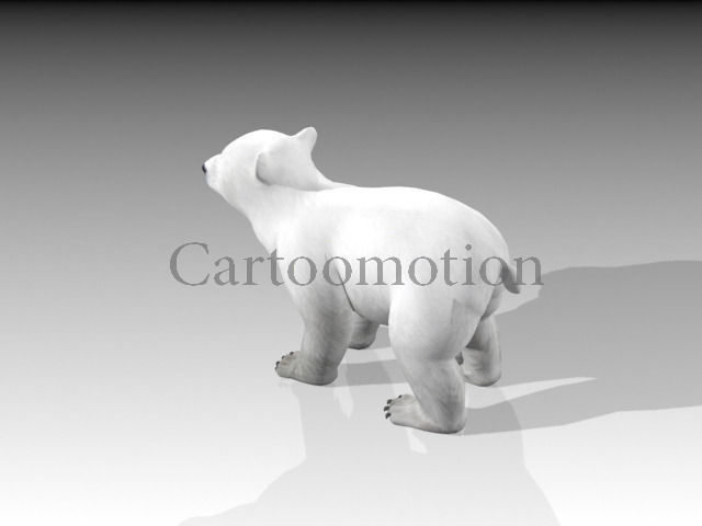 polar bear baby 2 Low-poly 3D model_6