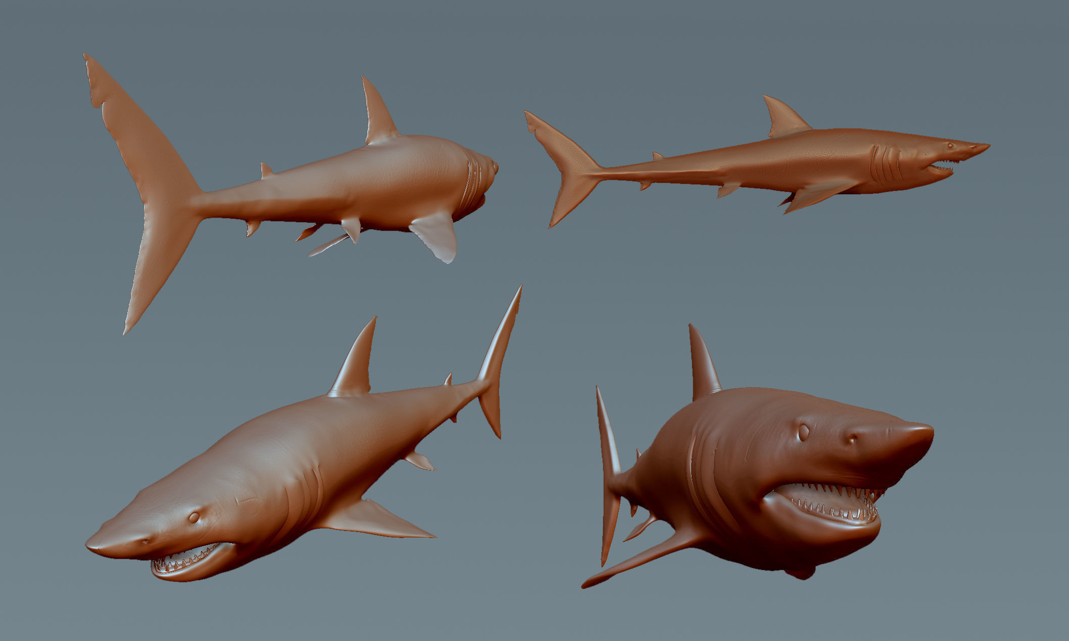 Great White Shark 3D model_4