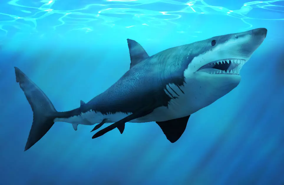 Great White Shark 3D model_0