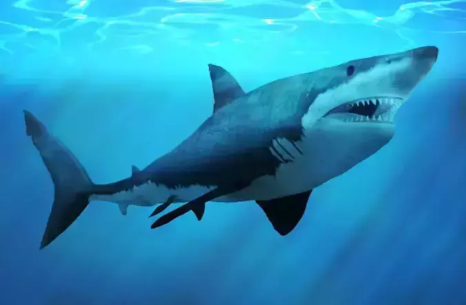 Great White Shark  3D model
