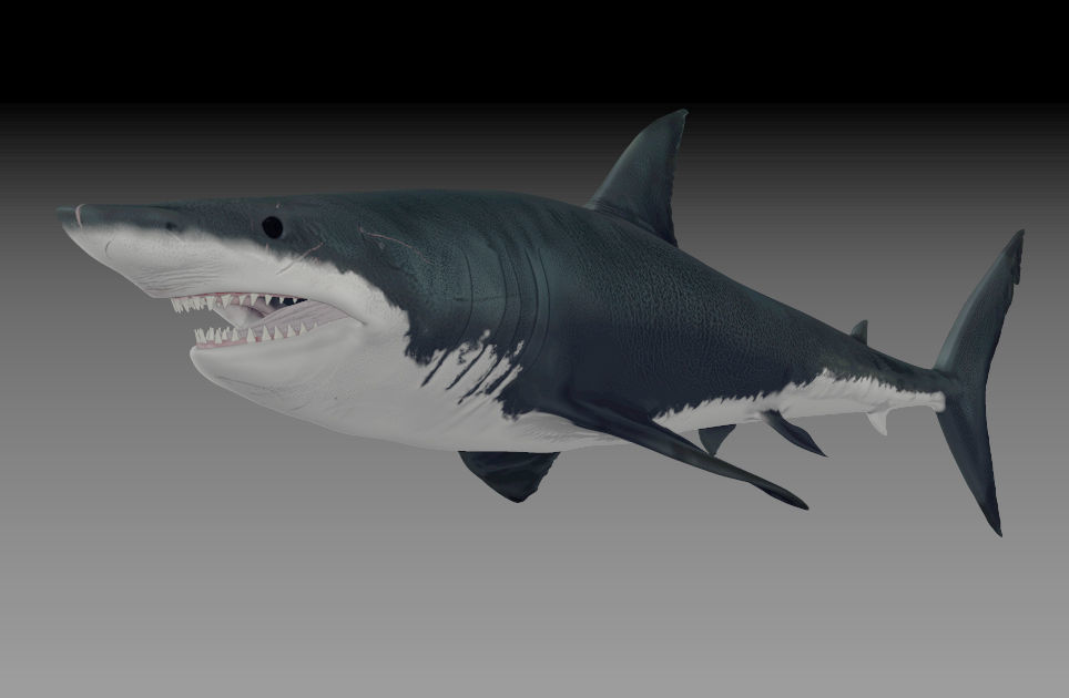 Great White Shark 3D model_3