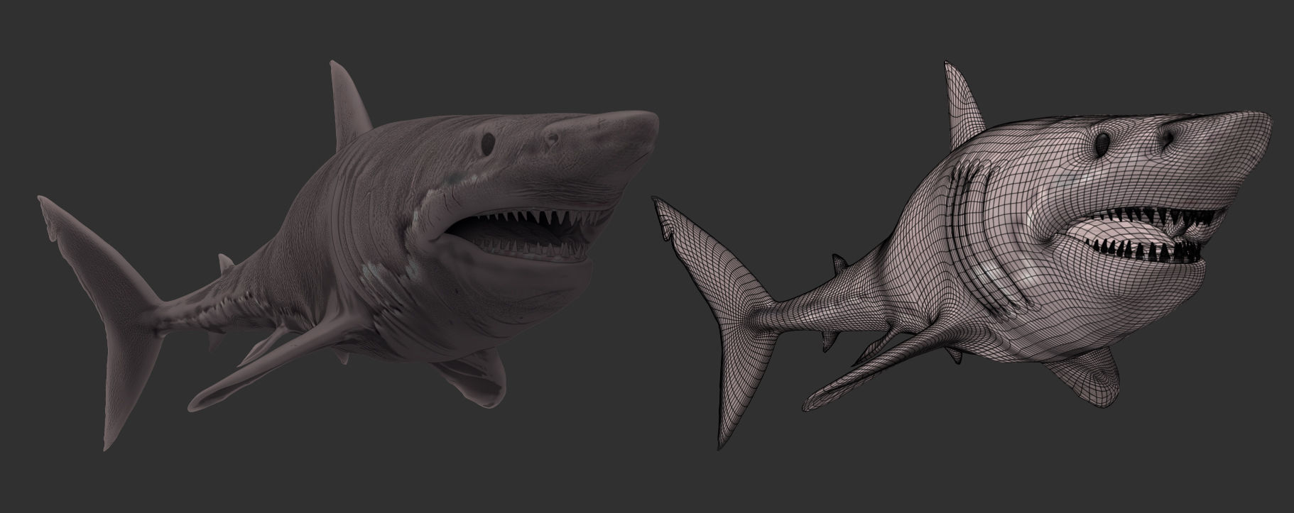 Great White Shark 3D model_5