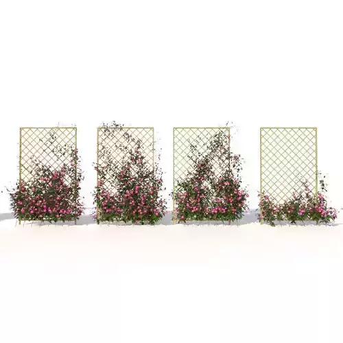 Creeper Clematis 3D model