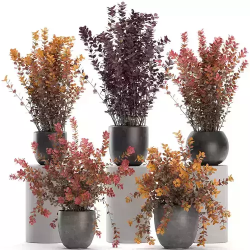 Barberry Thunberg in a black pot for the interior 698