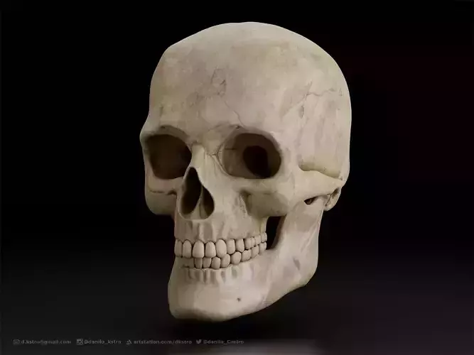 Skull human