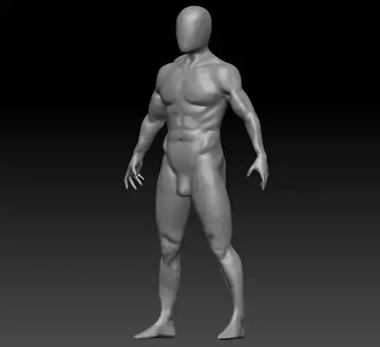 Male body anatomy