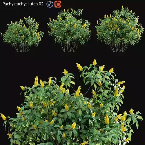 Pachystachys lutea -Lollipop plant - Golden shrimp plant 02 3D model