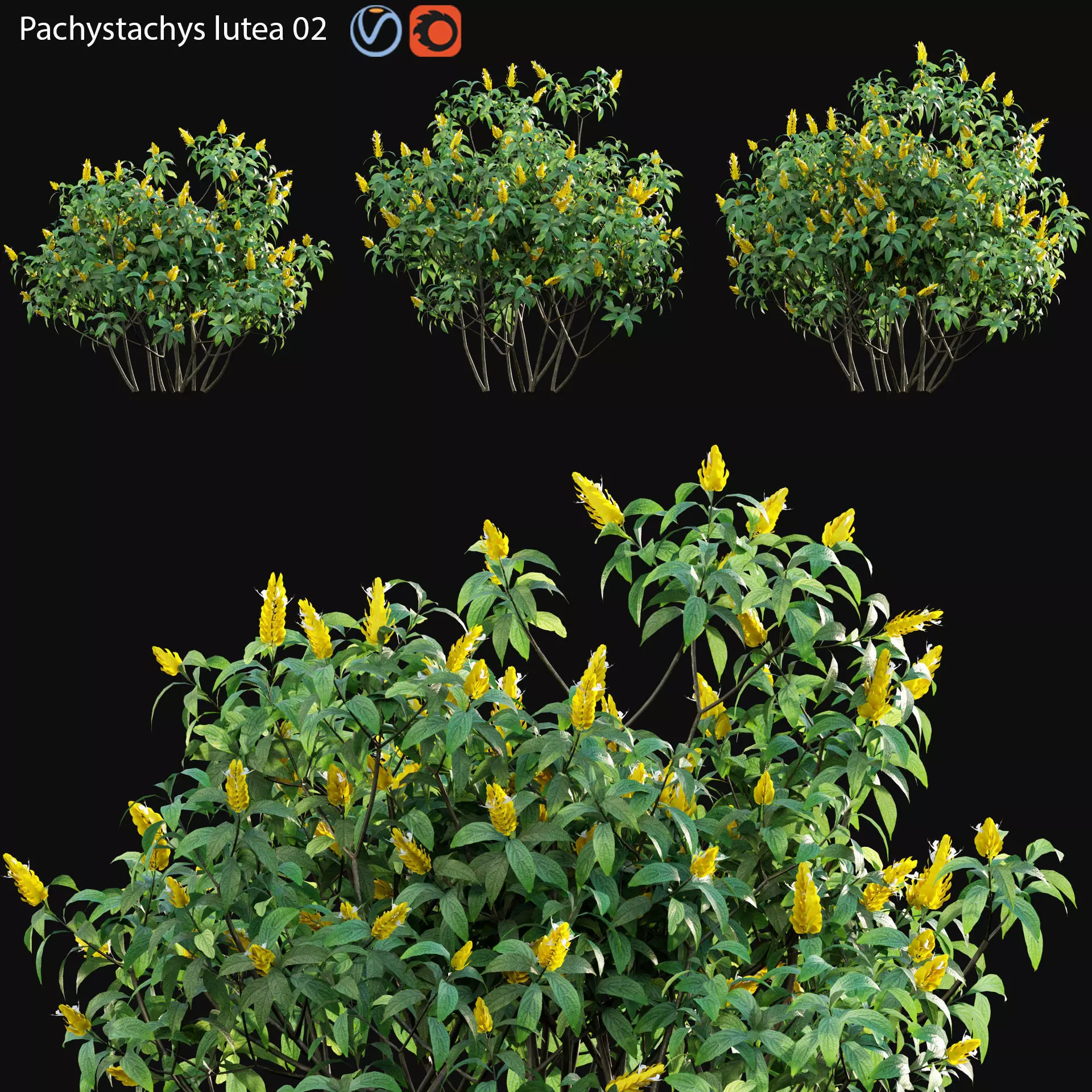 Pachystachys lutea -Lollipop plant - Golden shrimp plant 02 3D model_0