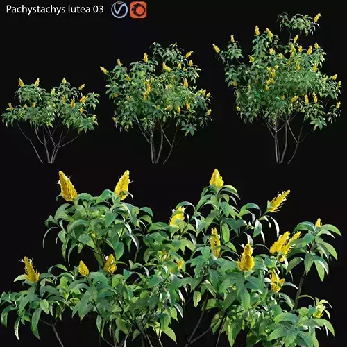 Pachystachys lutea -Lollipop plant - Golden shrimp plant 03 3D model