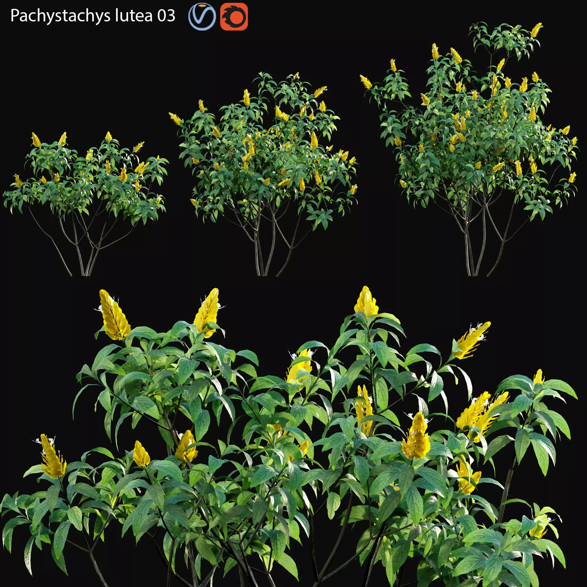 Pachystachys lutea -Lollipop plant - Golden shrimp plant 03 3D model_0