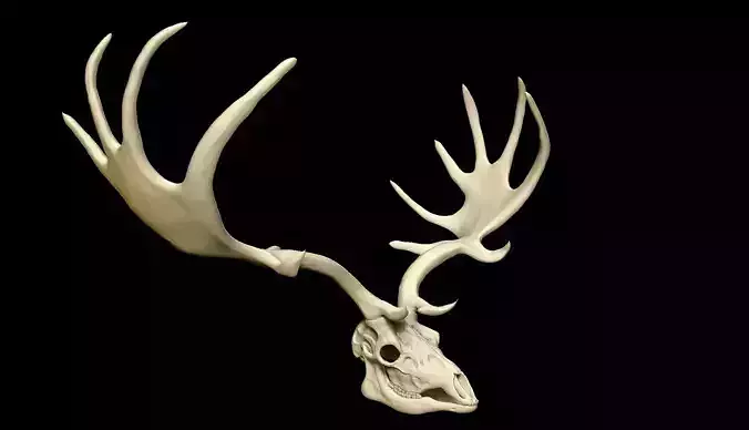Megaloceros Giganteus or Irish Elk Skull Free low-poly 3D model