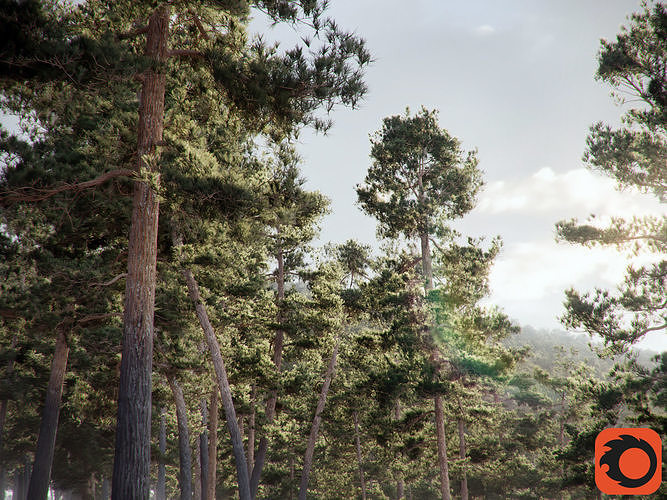  HeliosVegetation vol5  Pinus Syluestriformis Pack of 12 Pines  3D model
