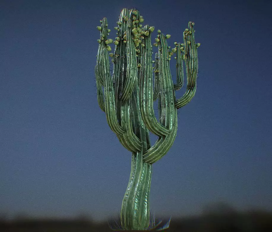 Cardon cactus in desert at night Low-poly 3D model_0