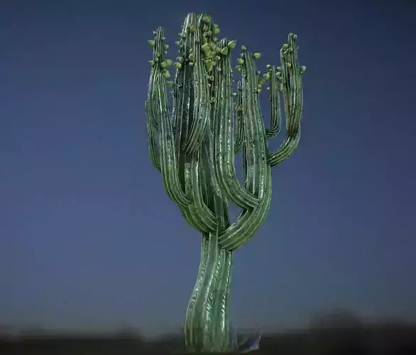 Cardon cactus in desert at night Low-poly 3D model