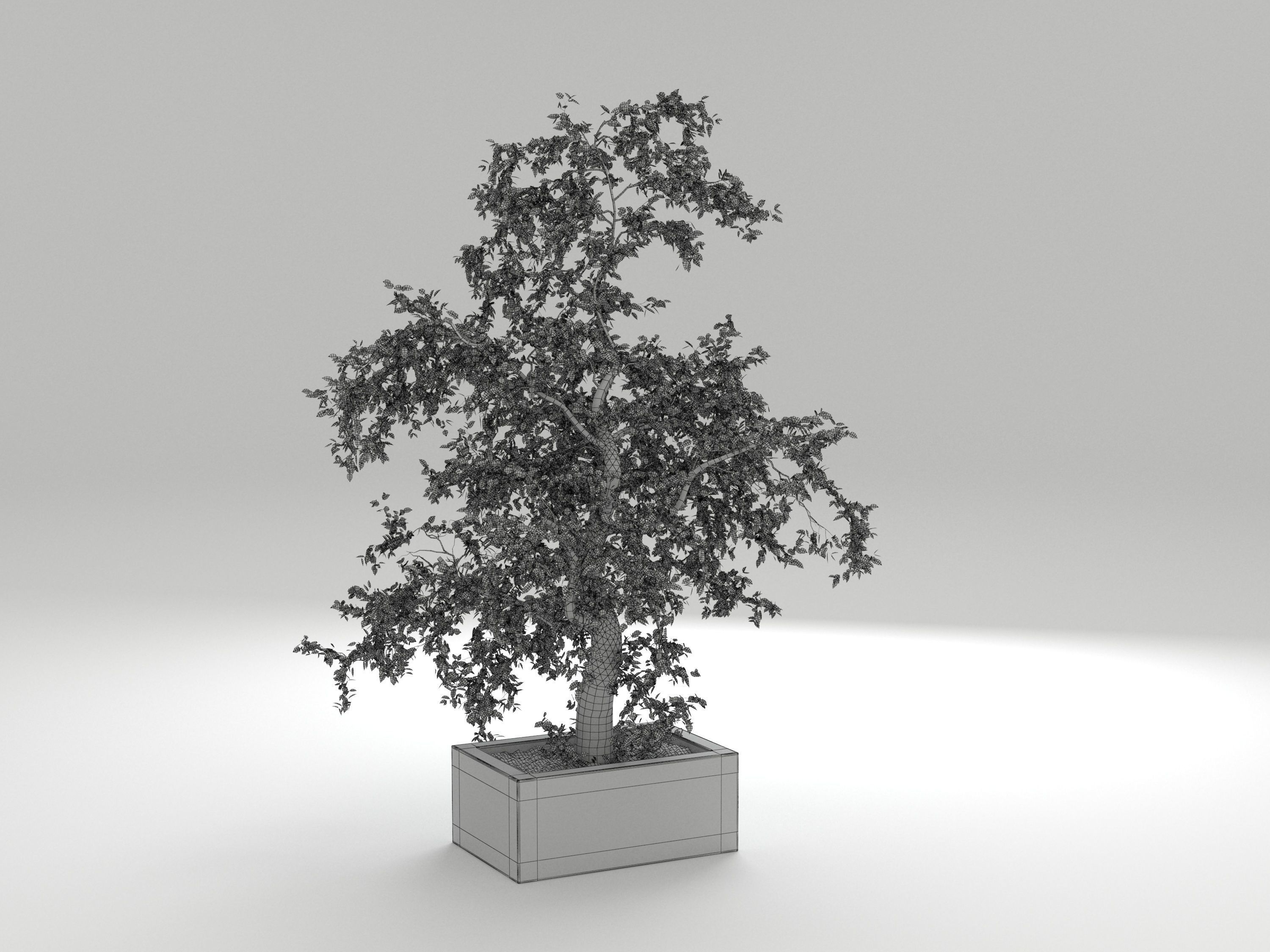 Tree 01 3D model_1