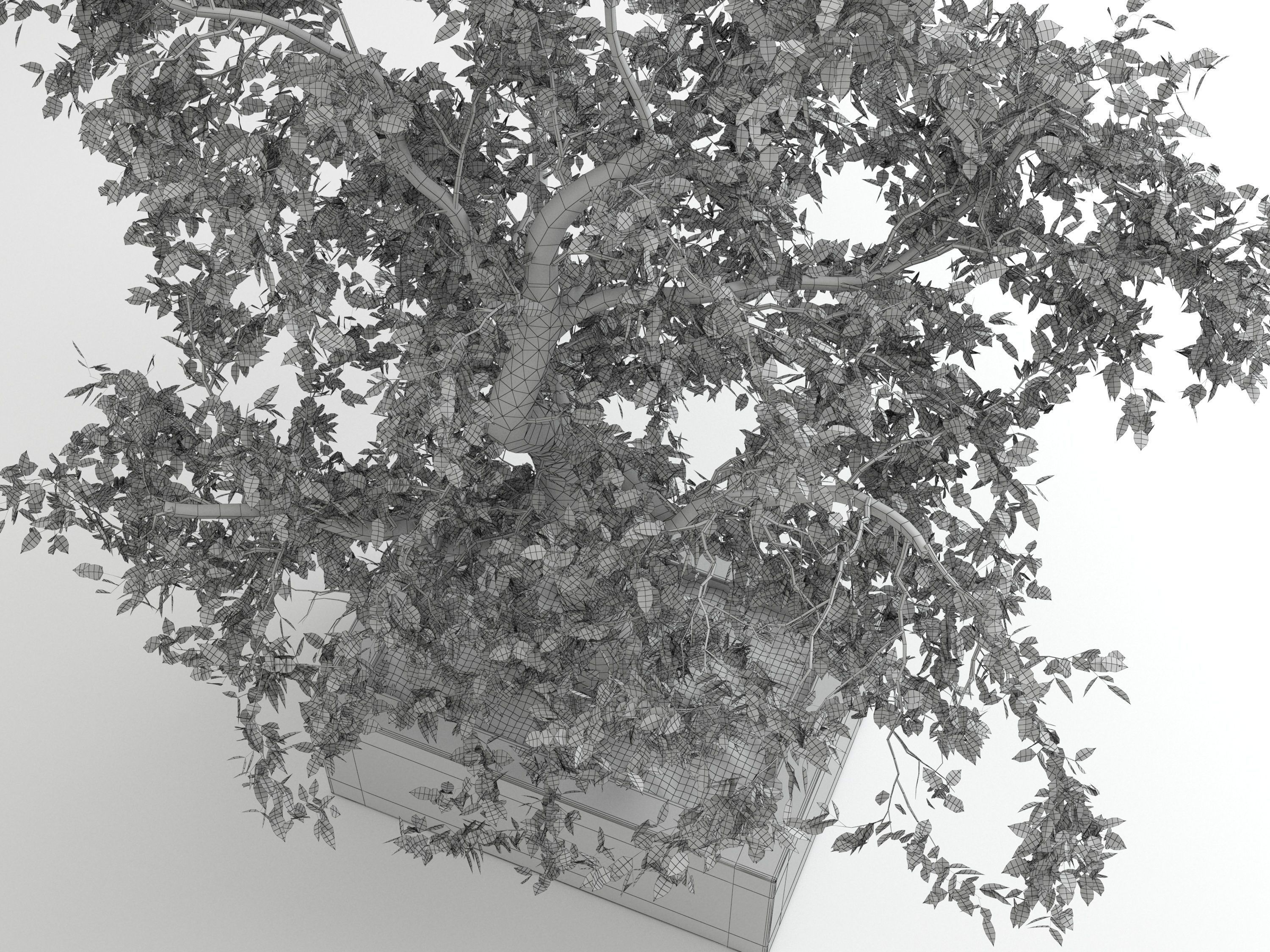 Tree 01 3D model_5