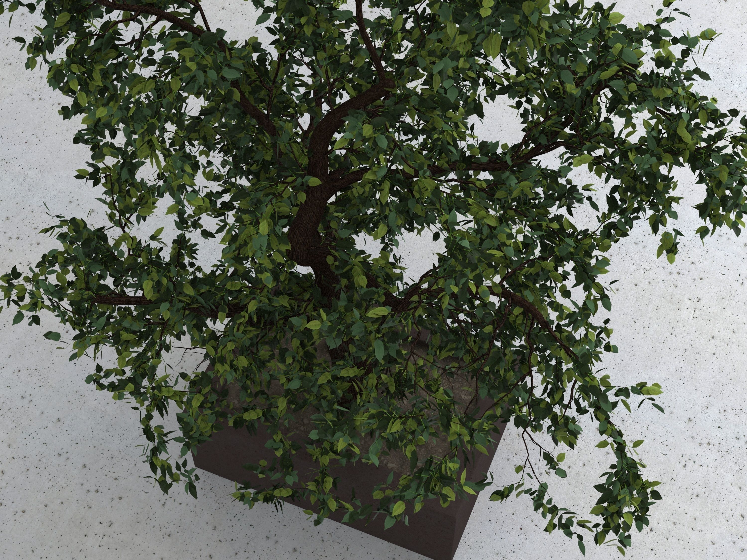 Tree 01 3D model_4