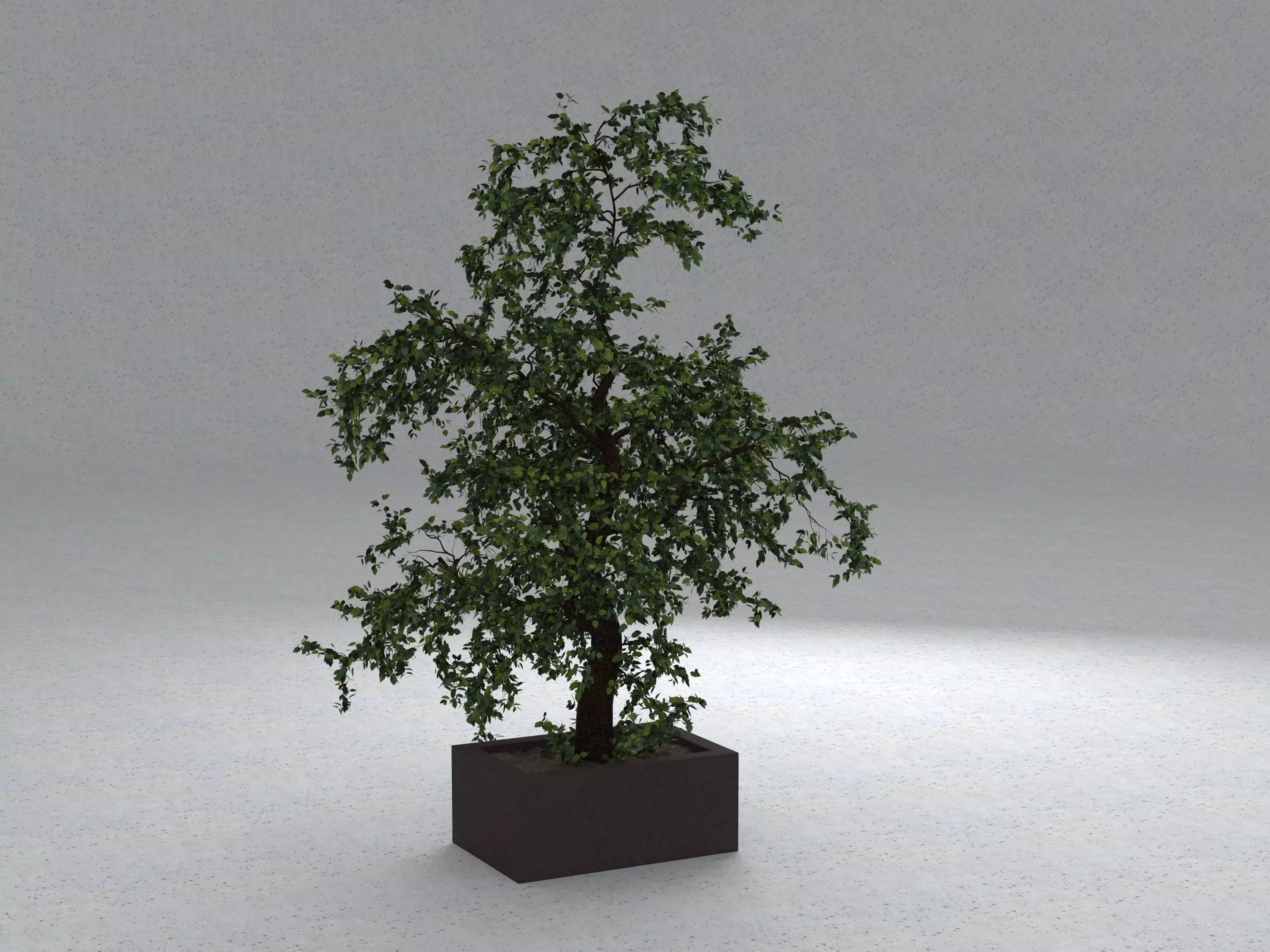 Tree 01 3D model_0