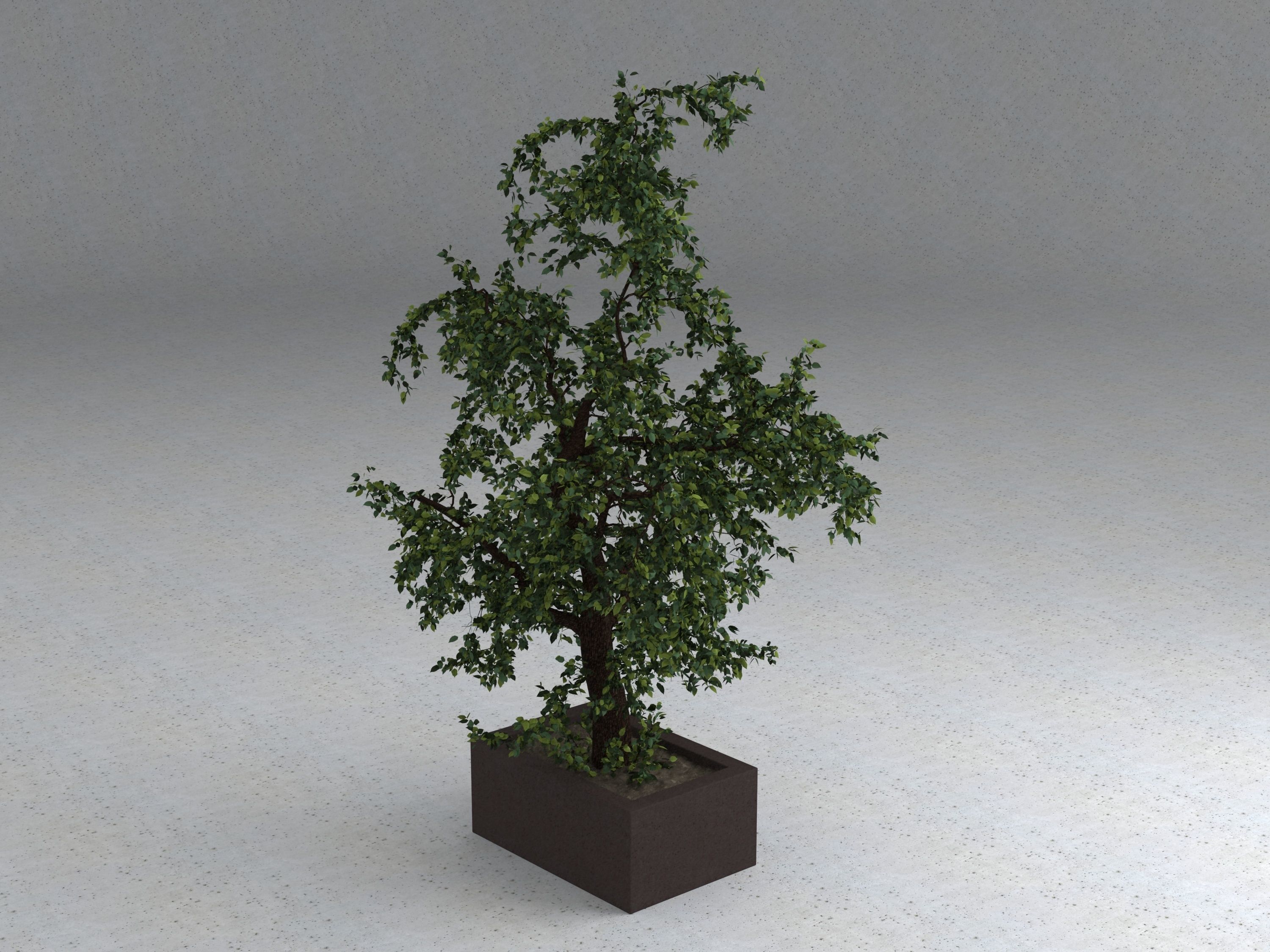Tree 01 3D model_2