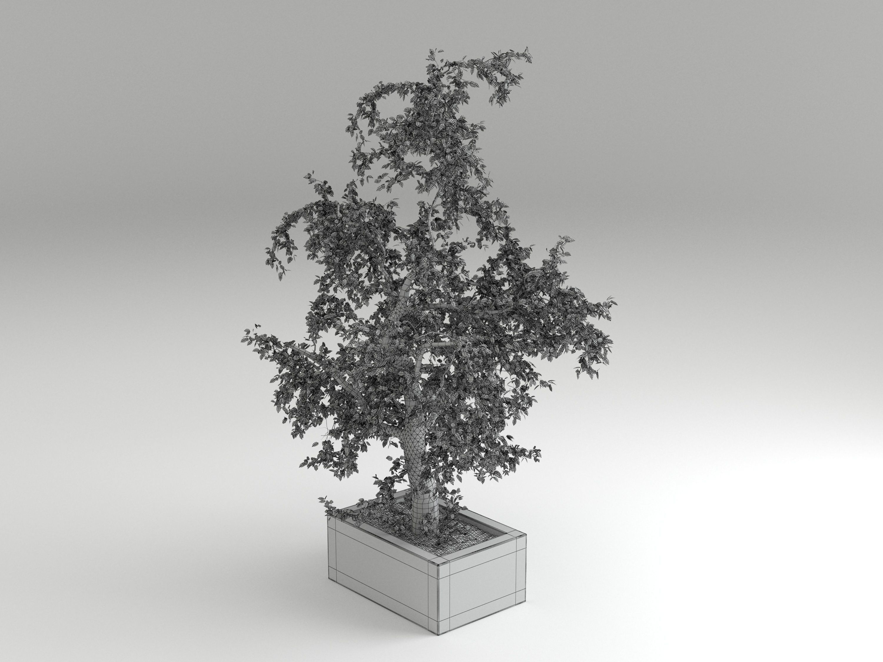 Tree 01 3D model_3