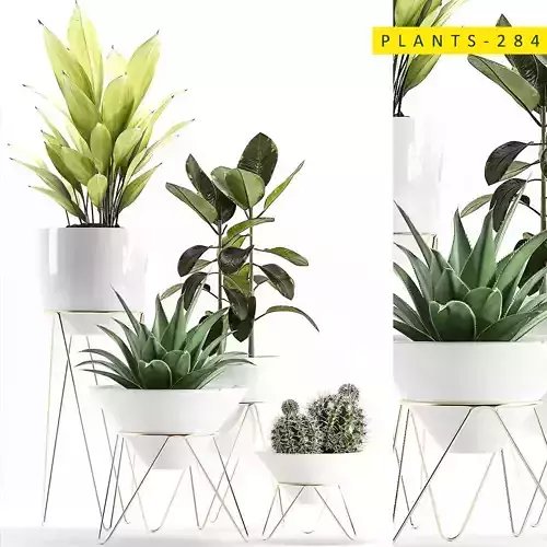 plants 284