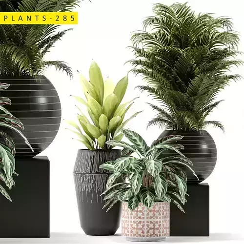 plants 285