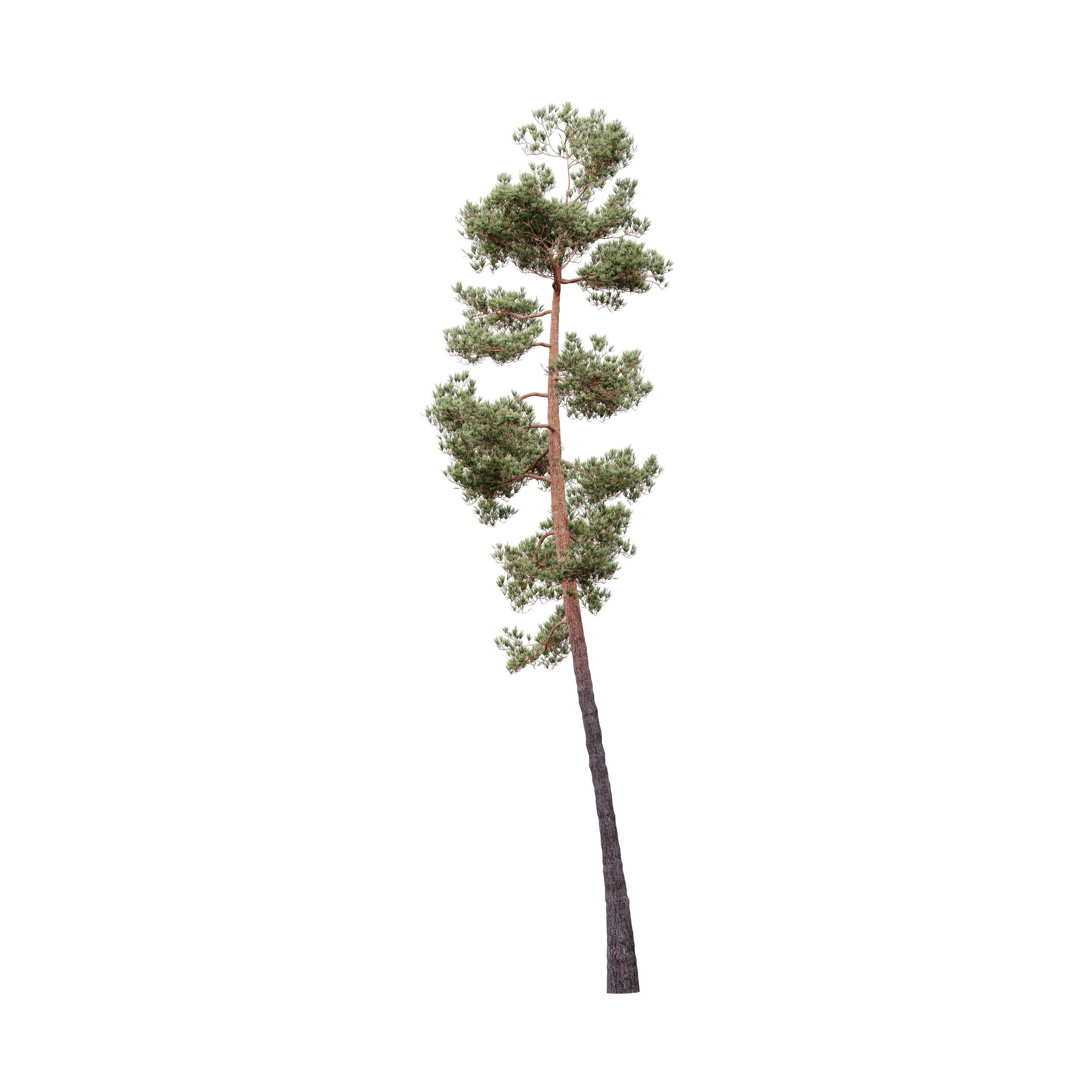 HeliosVegetation vol5 Pinus Syluestriformis Pack of 12 Pines  3D model_2