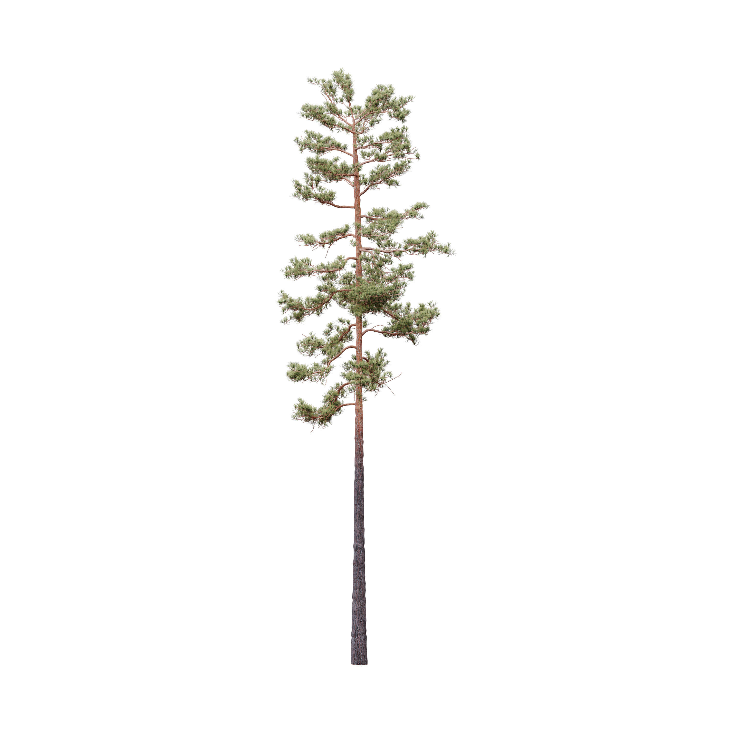 HeliosVegetation vol5 Pinus Syluestriformis Pack of 12 Pines  3D model_8