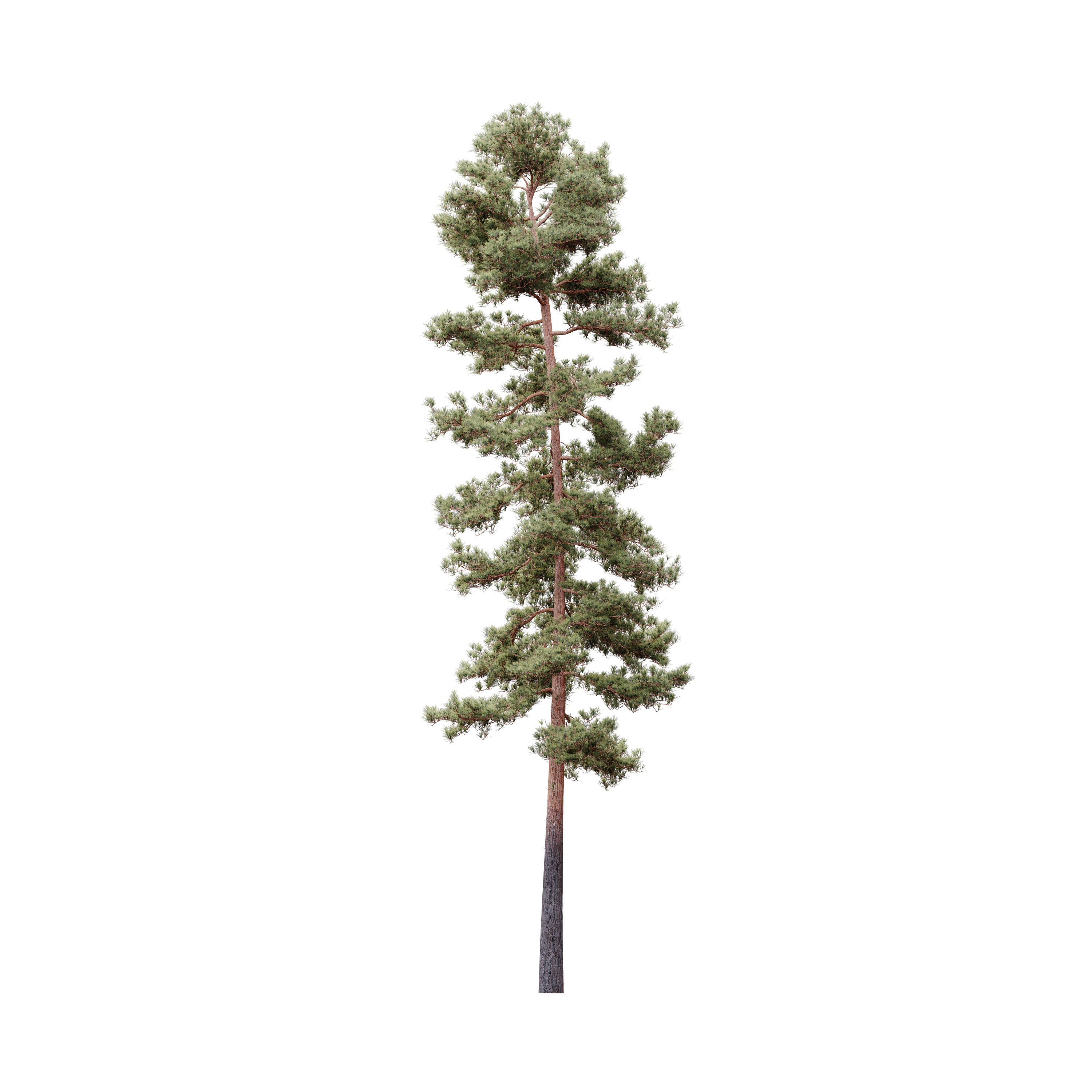 HeliosVegetation vol5 Pinus Syluestriformis Pack of 12 Pines  3D model_9
