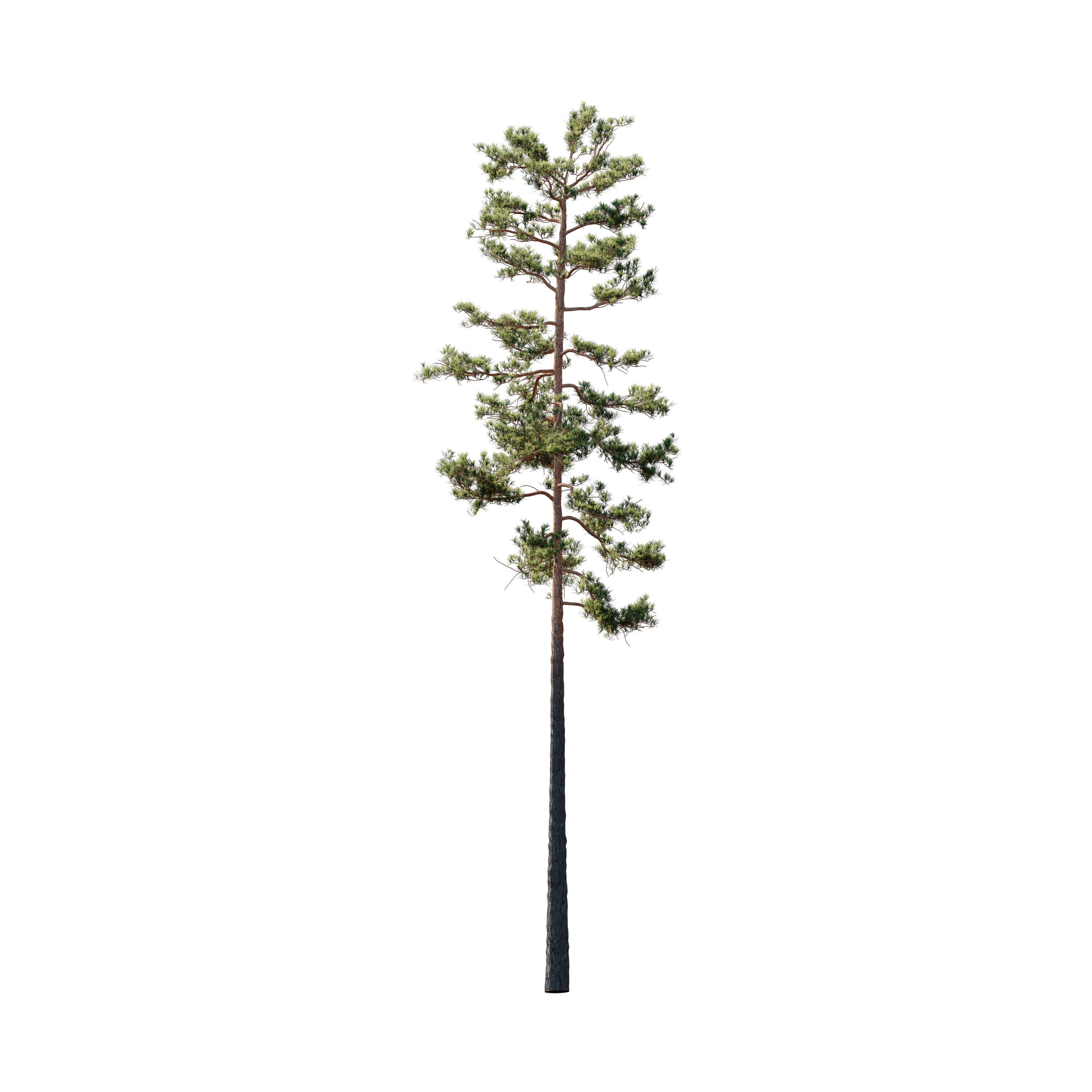 HeliosVegetation vol5 Pinus Syluestriformis Pack of 12 Pines  3D model_3