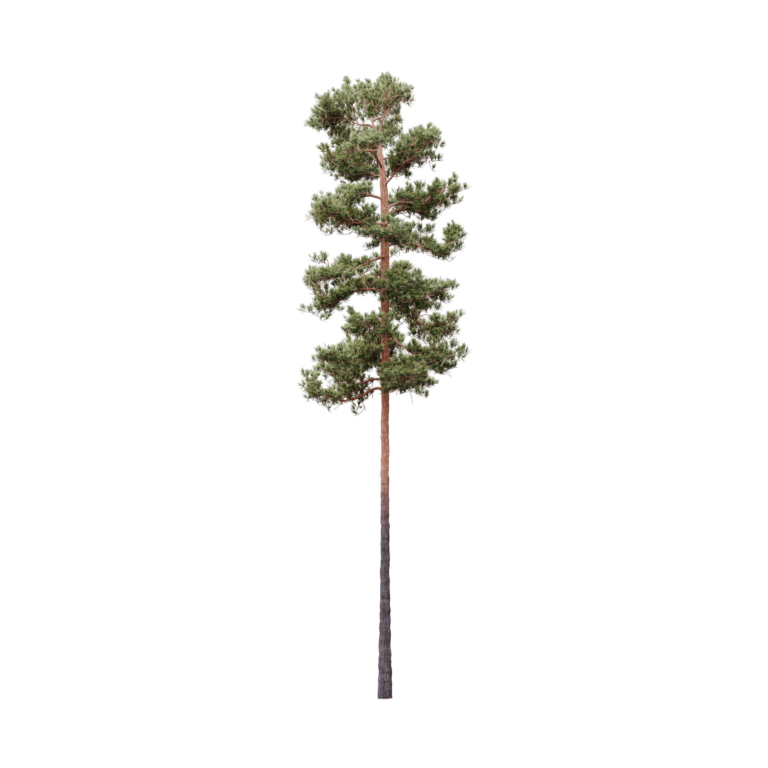 HeliosVegetation vol5 Pinus Syluestriformis Pack of 12 Pines  3D model_7