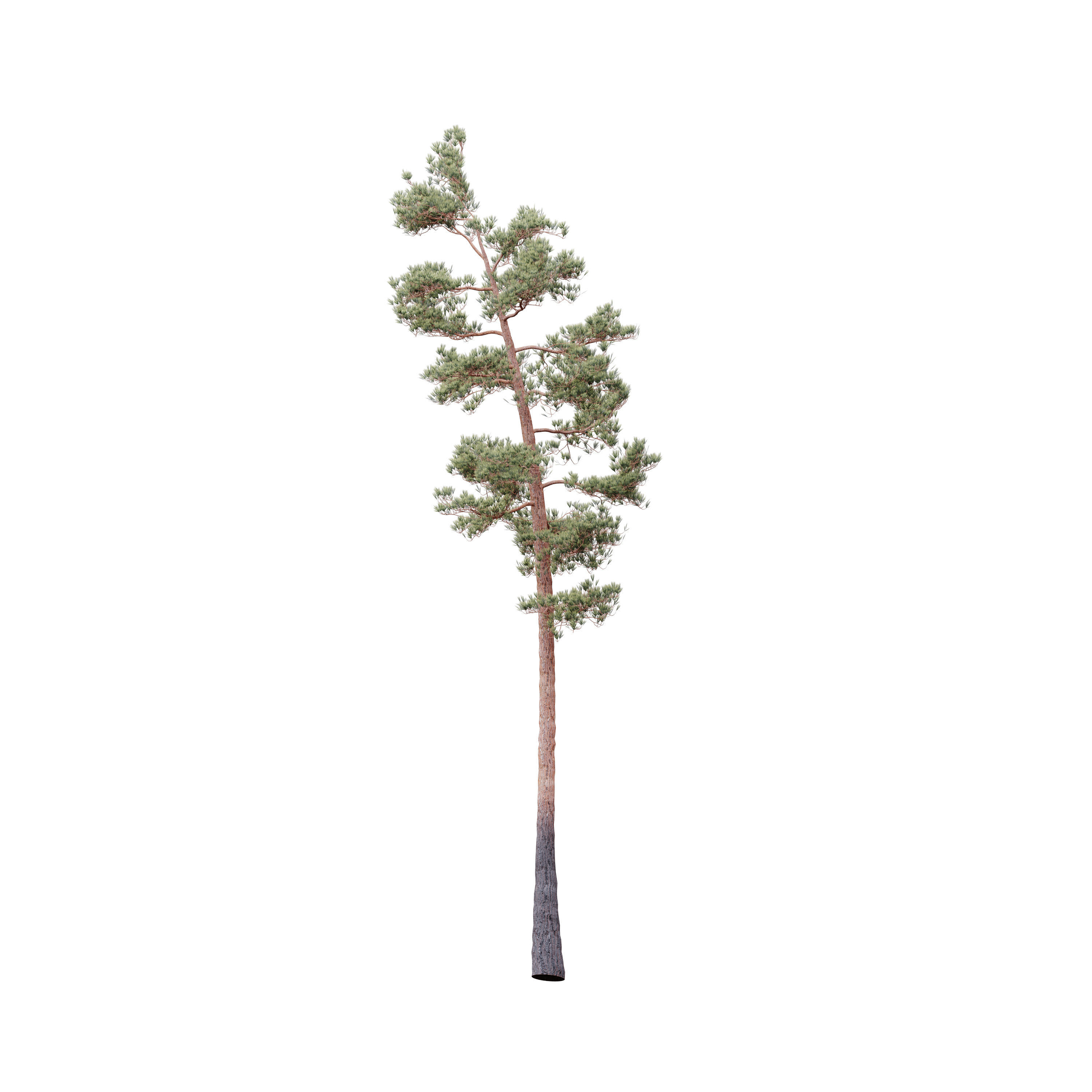 HeliosVegetation vol5 Pinus Syluestriformis Pack of 12 Pines  3D model_13