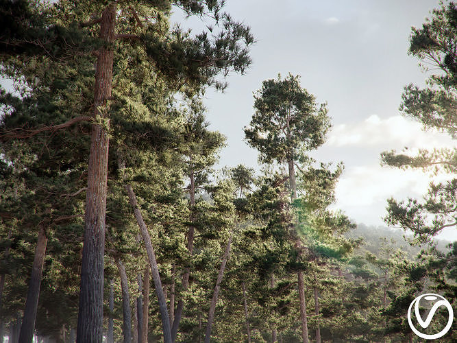 HeliosVegetation vol5 Pinus Syluestriformis Pack of 12 Pines  3D model