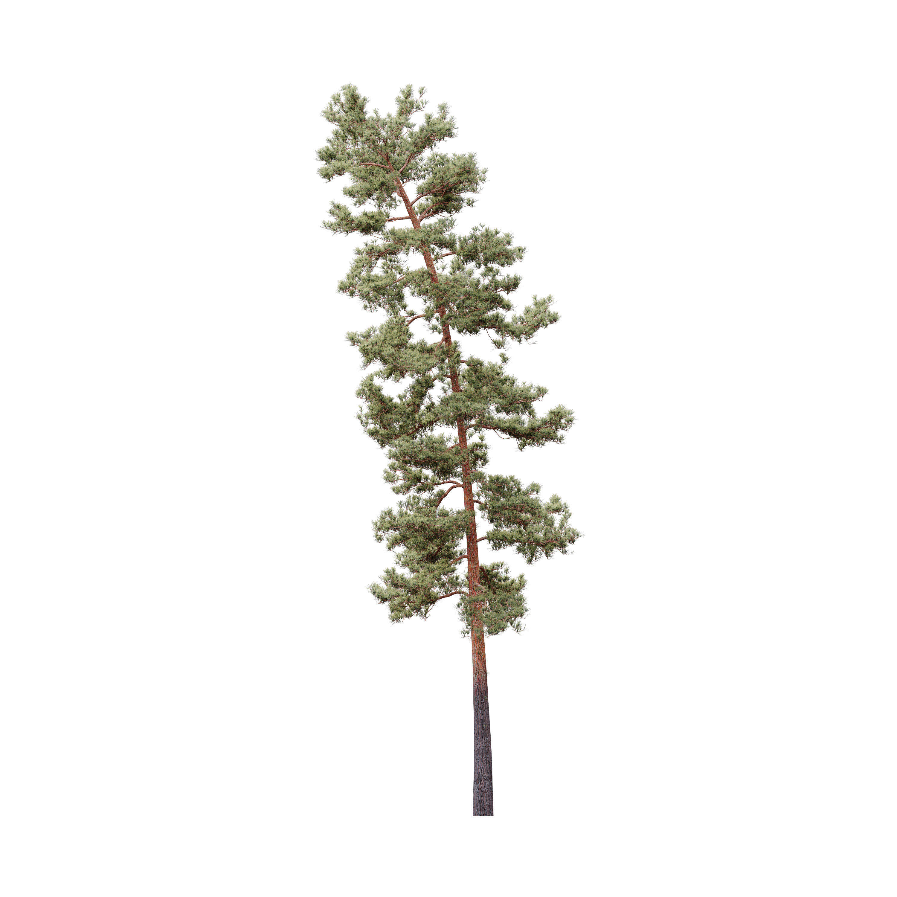 HeliosVegetation vol5 Pinus Syluestriformis Pack of 12 Pines  3D model_10
